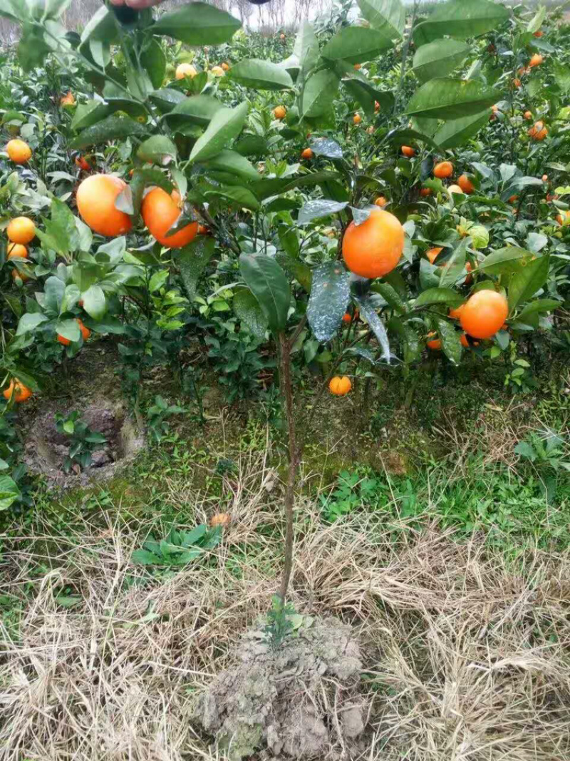 正宗沃柑嫁接苗，口味好，品种正