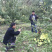 正宗汶川高山苹果苗，多糖