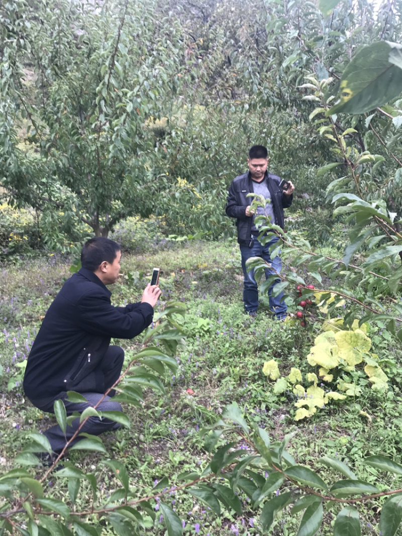 正宗汶川高山苹果苗，多糖