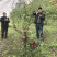 正宗汶川高山苹果苗，多糖