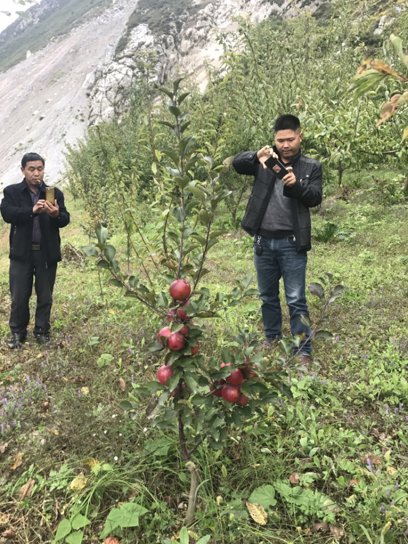 正宗汶川高山苹果苗，多糖