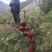 正宗汶川高山苹果苗，多糖