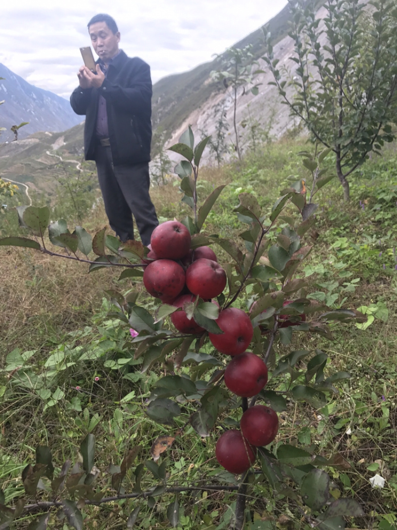 正宗汶川高山苹果苗，多糖
