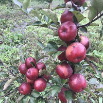 正宗汶川高山苹果苗，多糖