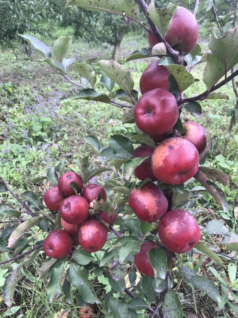 正宗汶川高山苹果苗，多糖