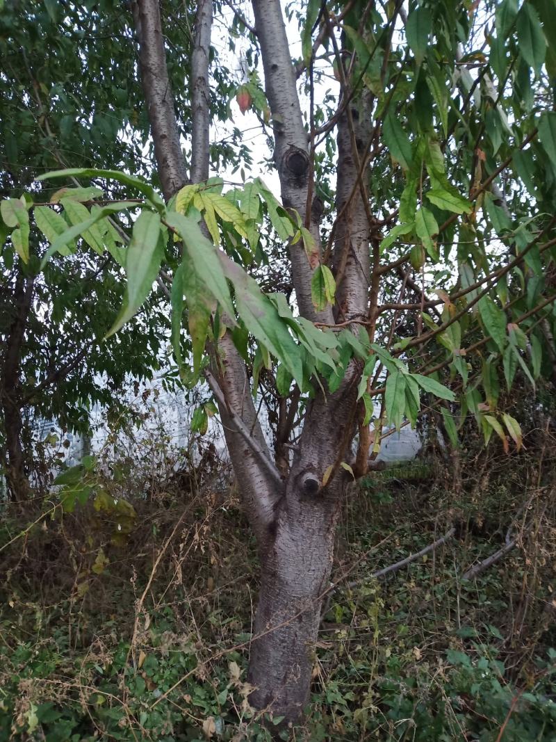 桃树，山桃，自己种植，欢迎大家