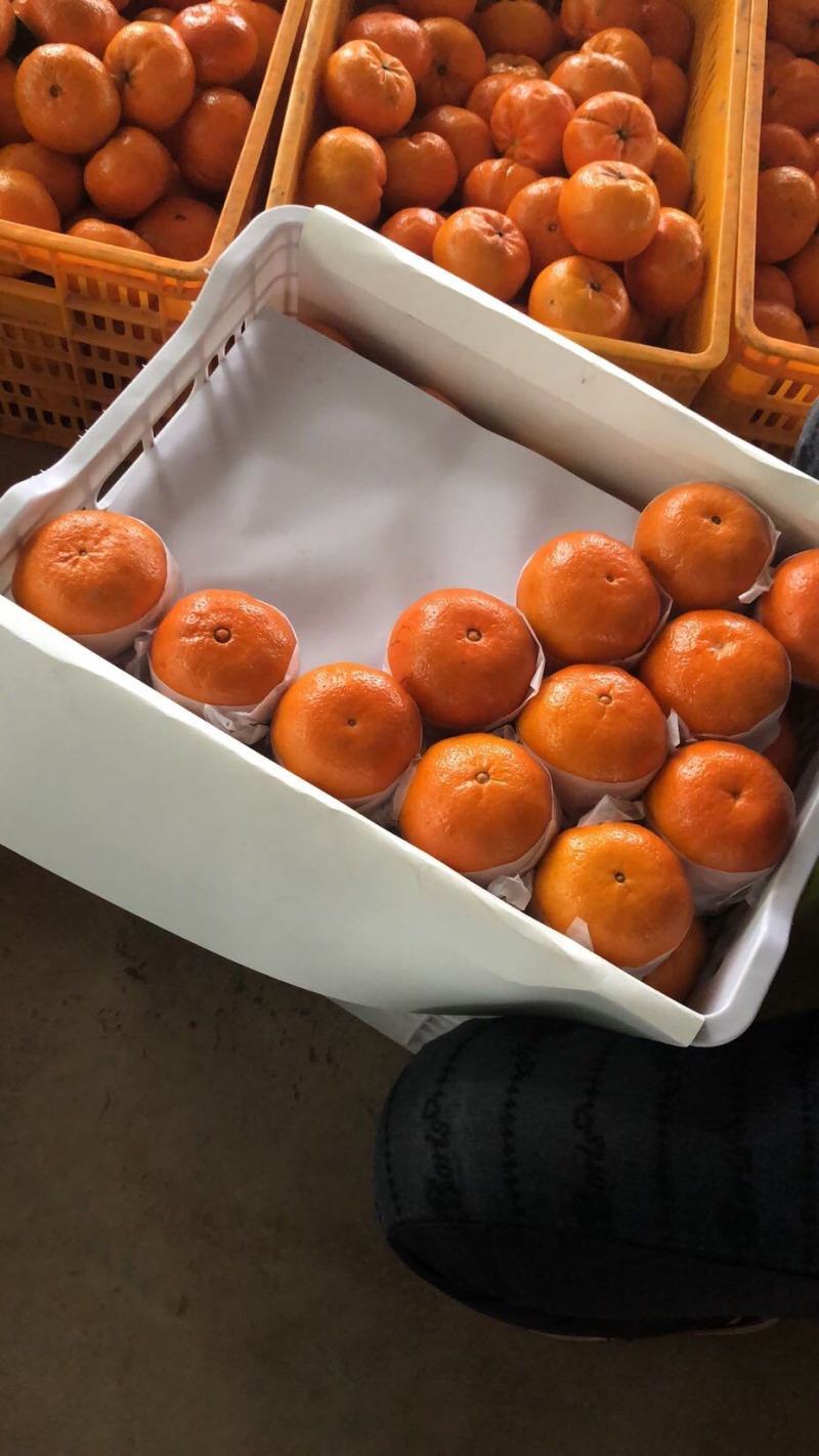 【广西产地沃柑】大量新鲜上市口感甘甜可口果好价优电联