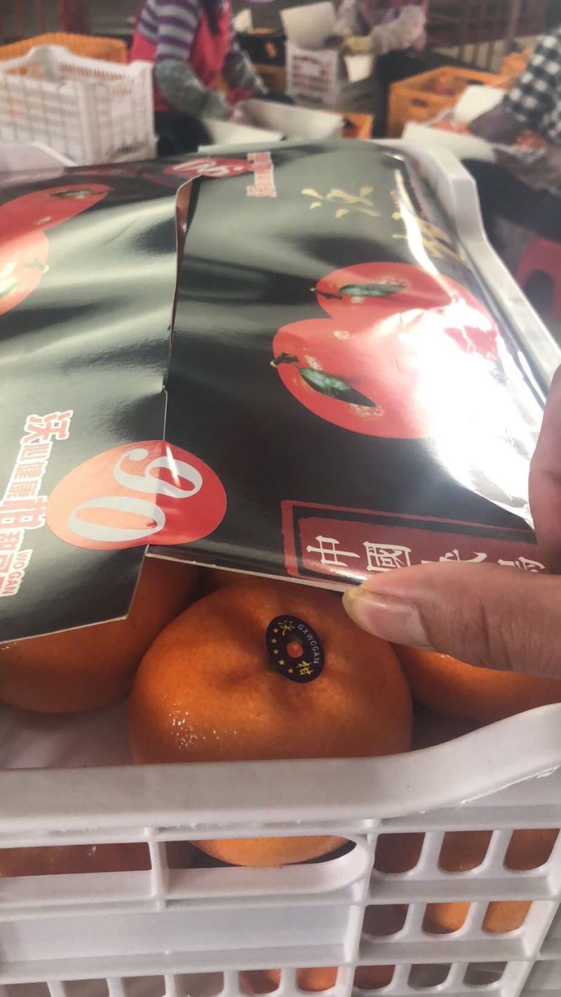 【广西产地沃柑】大量新鲜上市口感甘甜可口果好价优电联