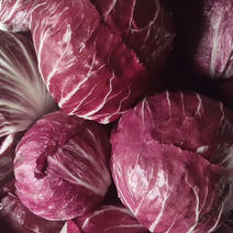 沙拉菜印地欧红结球红菊巨紫菊红杂落地球生菜