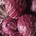 沙拉菜印地欧红结球红菊巨紫菊红杂落地球生菜