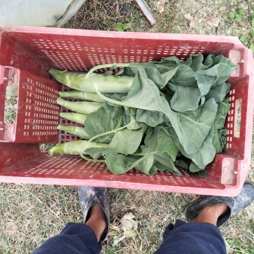 广东介兰蔬菜新鲜上市