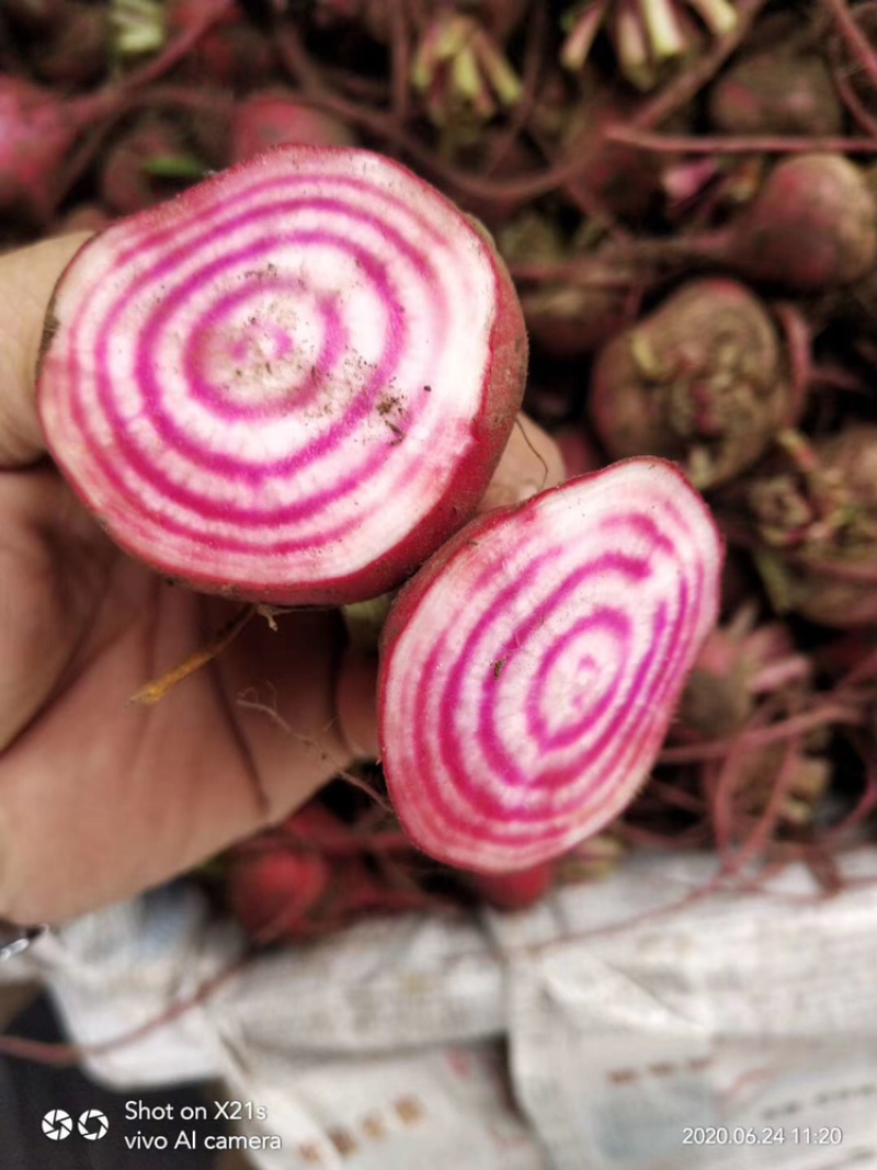 条纹萝卜条纹菜头螺旋纹菜头条纹甜菜根花纹萝卜