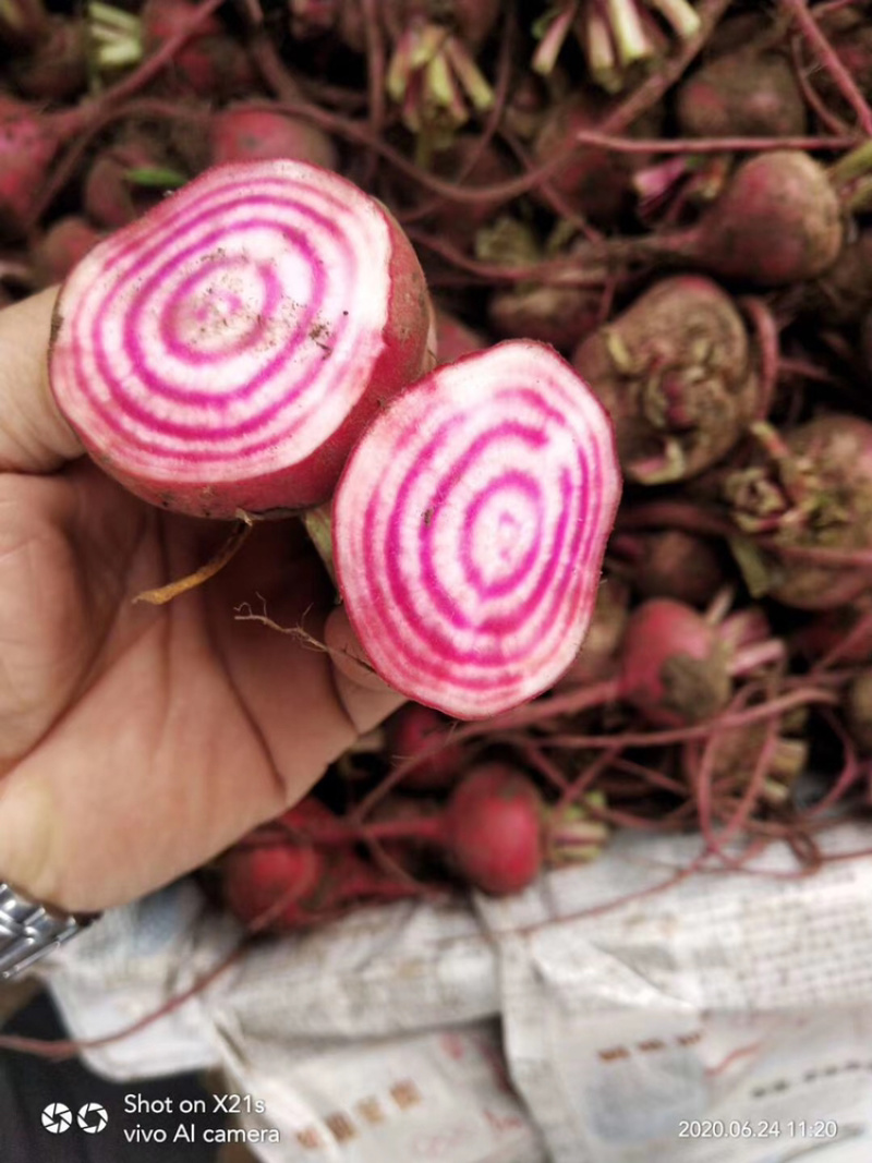 条纹萝卜条纹菜头螺旋纹菜头条纹甜菜根花纹萝卜