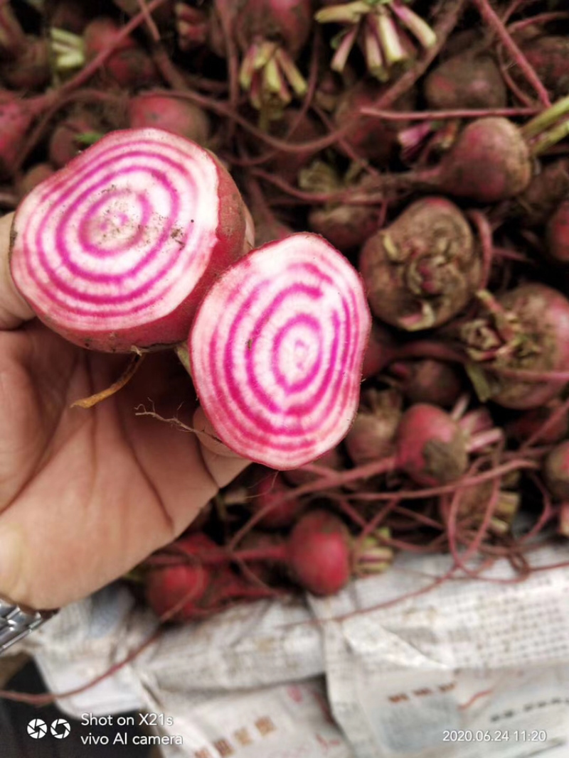 条纹萝卜条纹菜头螺旋纹菜头条纹甜菜根花纹萝卜