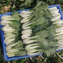 白菜小白菜黑叶小白菜广东英德产地有货精选种子