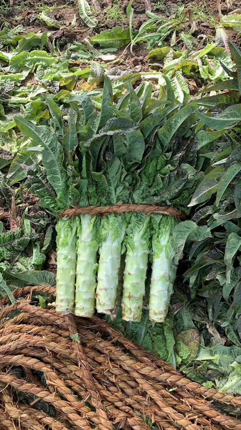 【莴笋推荐】红尖叶莴苣，产地直发，货源充足，量大从优！！