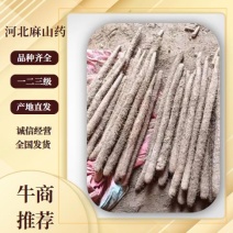 【特惠】河北麻山药，紫药品种全大量上市，口感面甜可发全国