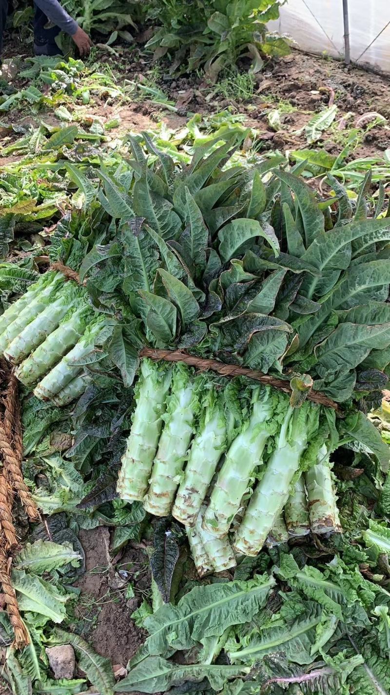 【莴笋推荐】红尖叶莴苣，产地直发，货源充足，量大从优！！