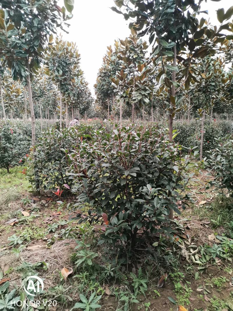 基地直供1至3米红叶石楠球（毛球和净球），一手货源，量大