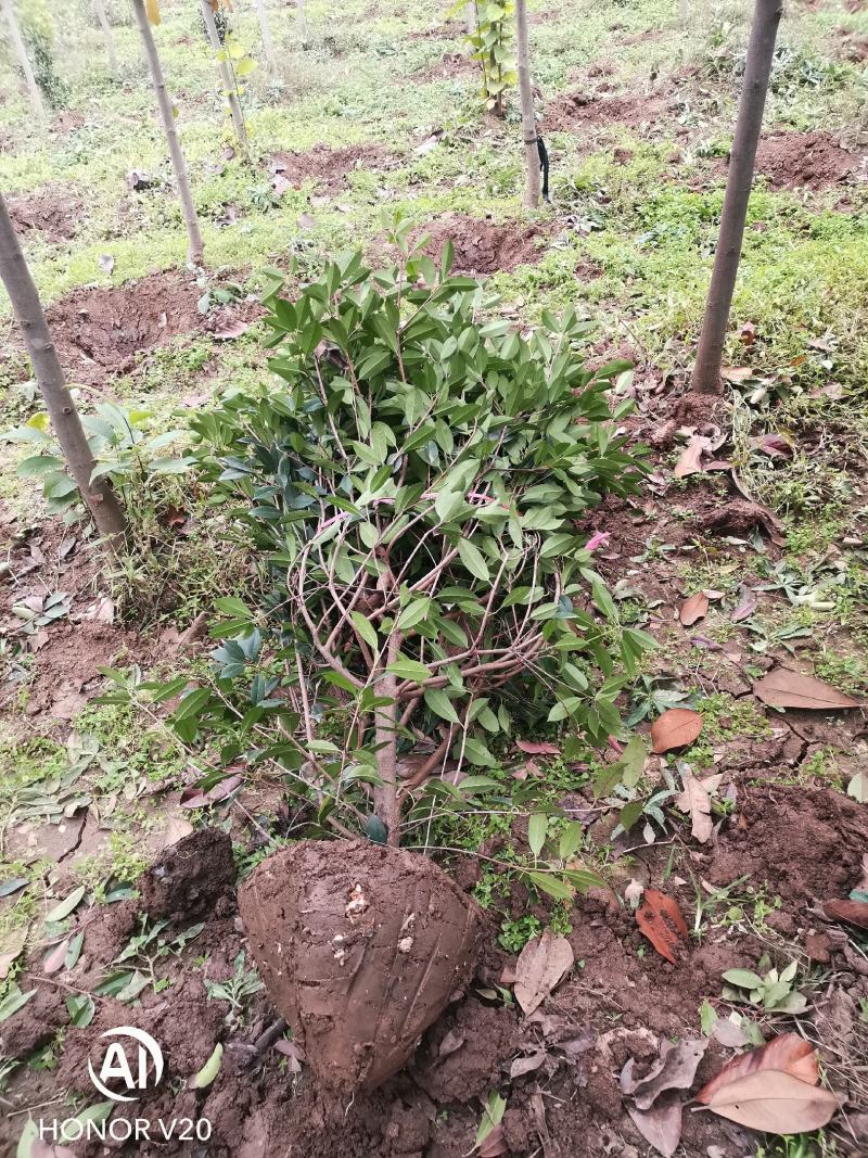 基地直供1至3米红叶石楠球（毛球和净球），一手货源，量大