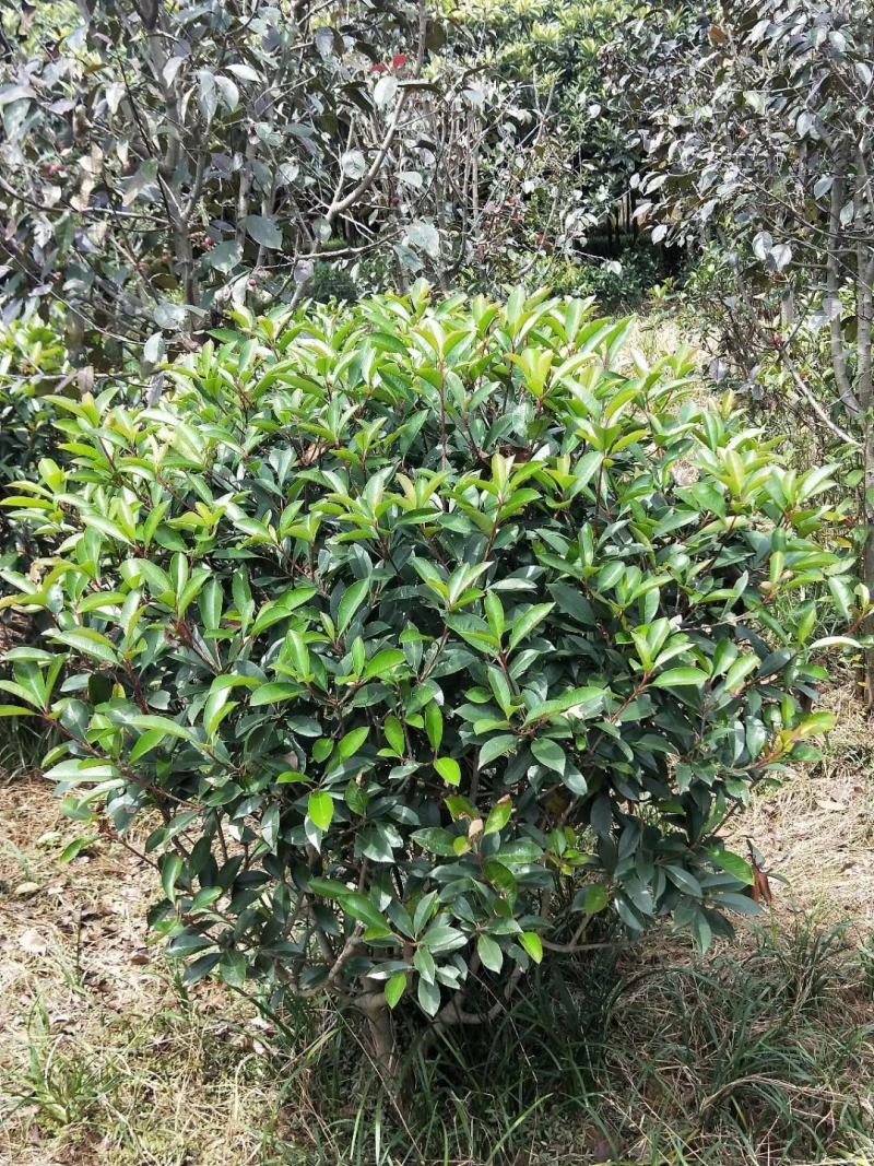 基地直供1至3米红叶石楠球（毛球和净球），一手货源，量大