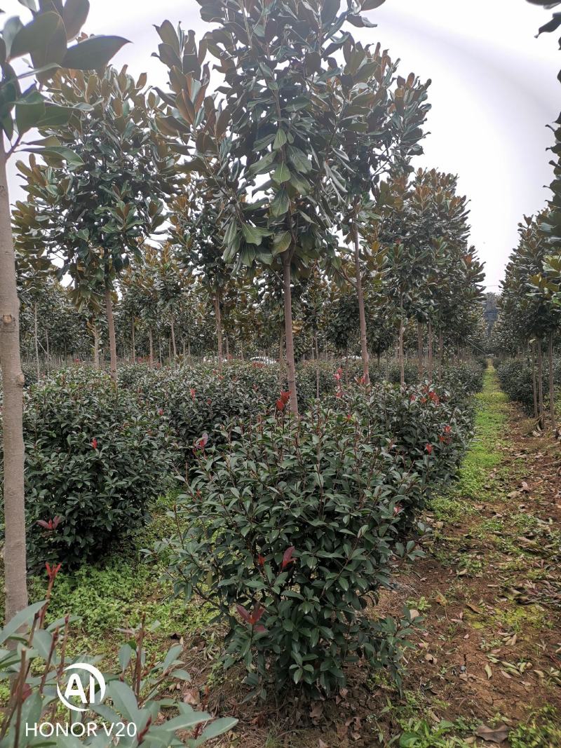 基地直供1至3米红叶石楠球（毛球和净球），一手货源，量大