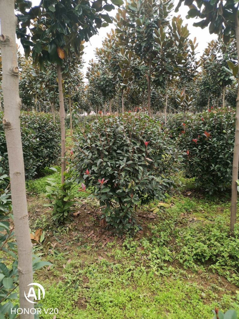 基地直供1至3米红叶石楠球（毛球和净球），一手货源，量大