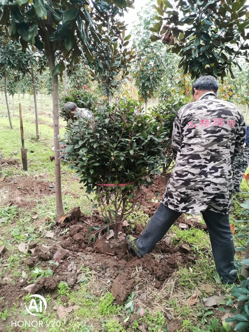 基地直供1至3米红叶石楠球（毛球和净球），一手货源，量大
