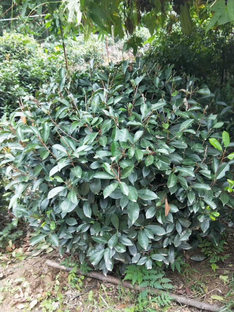 基地直供1至3米红叶石楠球（毛球和净球），一手货源，量大