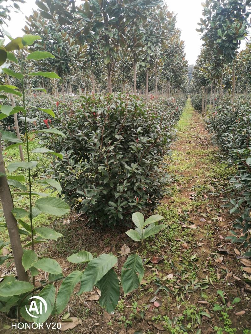 基地直供1至3米红叶石楠球（毛球和净球），一手货源，量大