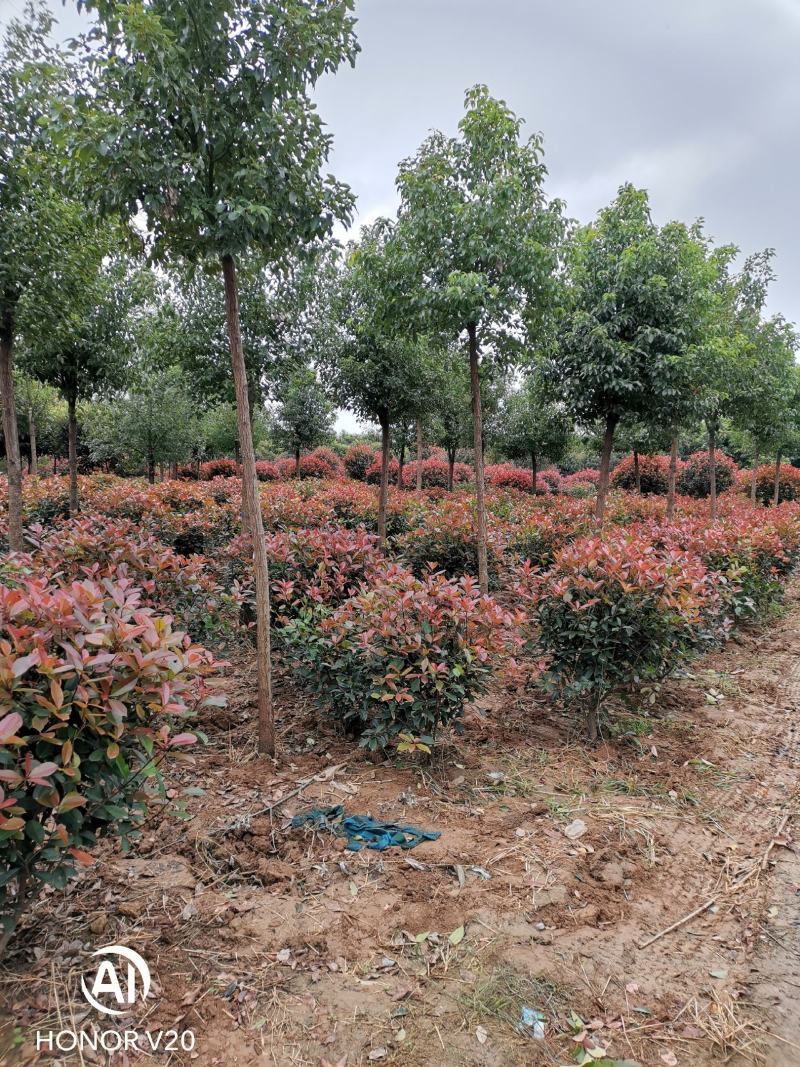 基地直供1至3米红叶石楠球（毛球和净球），一手货源，量大
