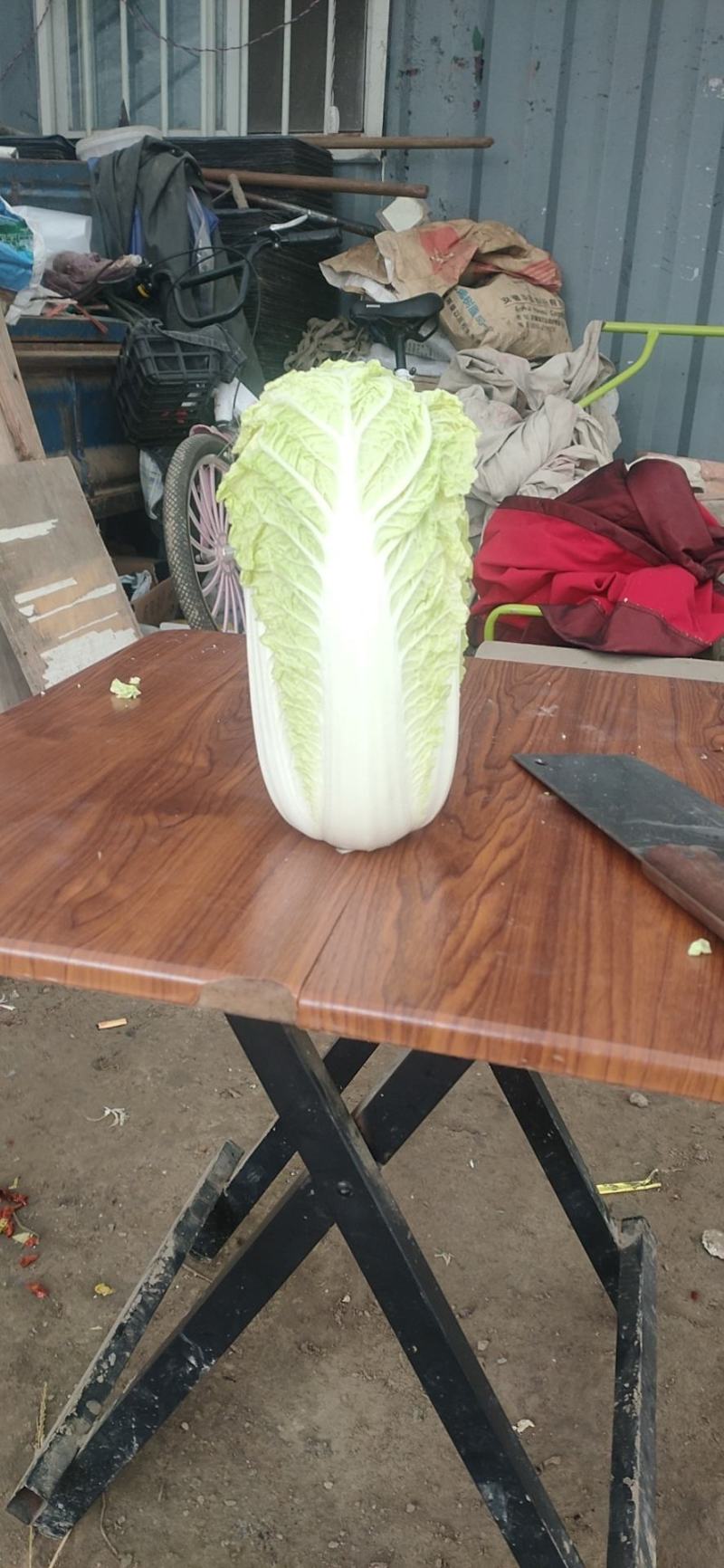 精品大小娃娃菜大量上市