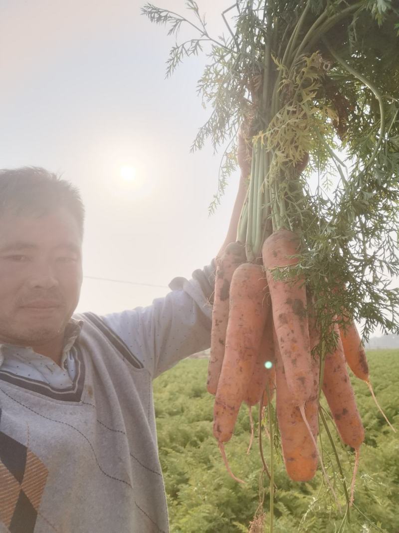 三红胡萝卜自己基地出售带樱子出售