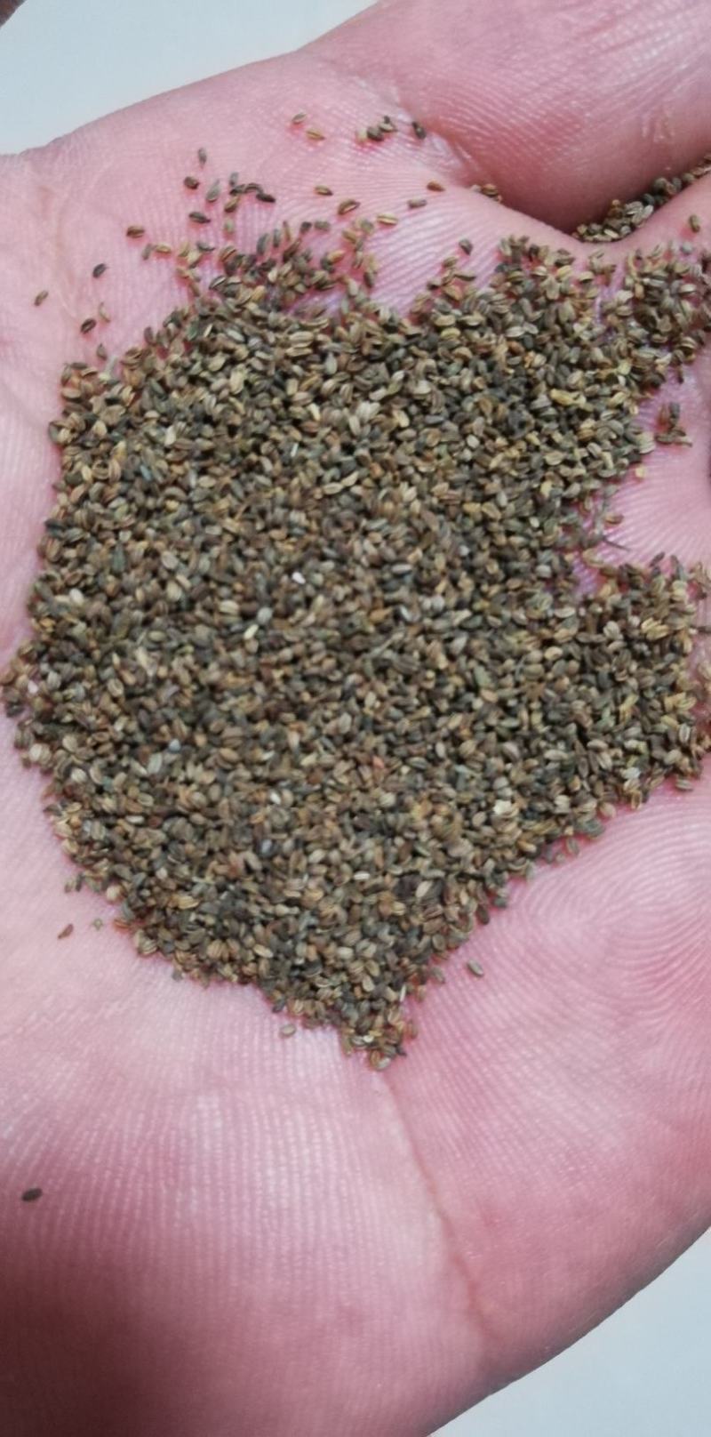 【热销榜TOP3】芹菜籽，药用芹菜籽，可做调料和药厂提取