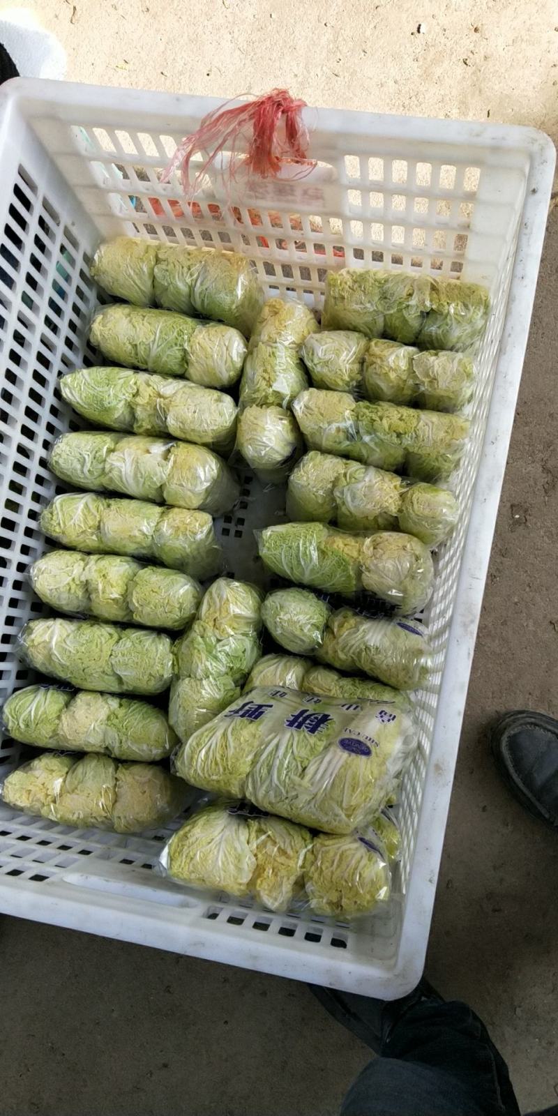 精品大小娃娃菜大量上市