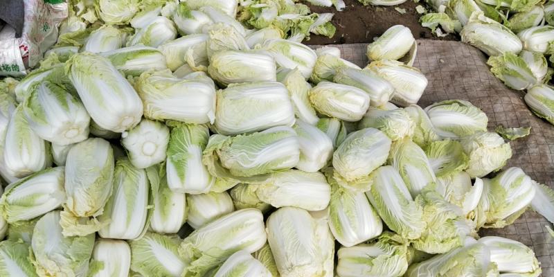 精品大小娃娃菜大量上市