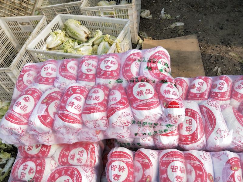 精品大小娃娃菜大量上市