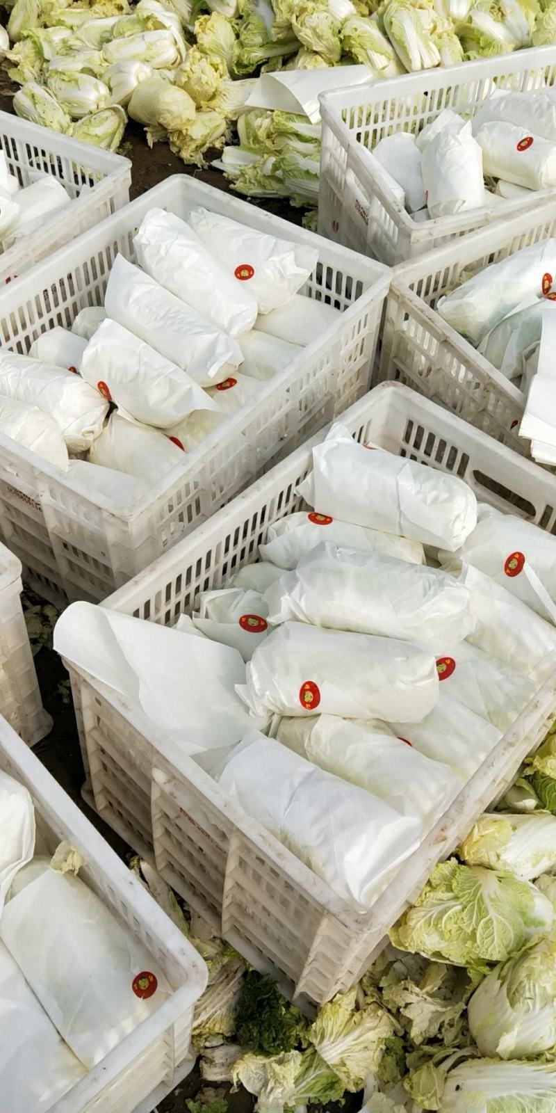 精品大小娃娃菜大量上市