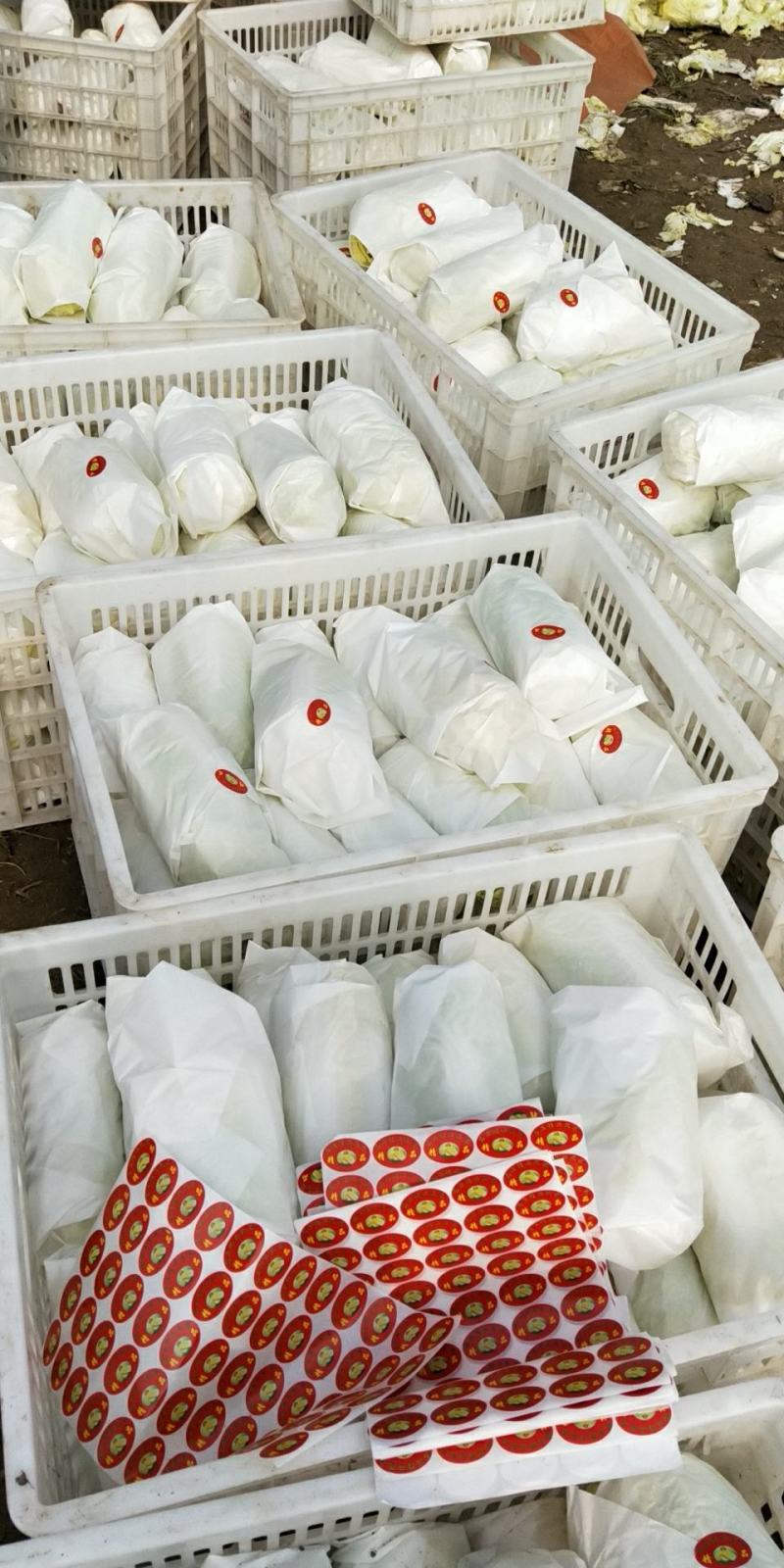 精品大小娃娃菜大量上市