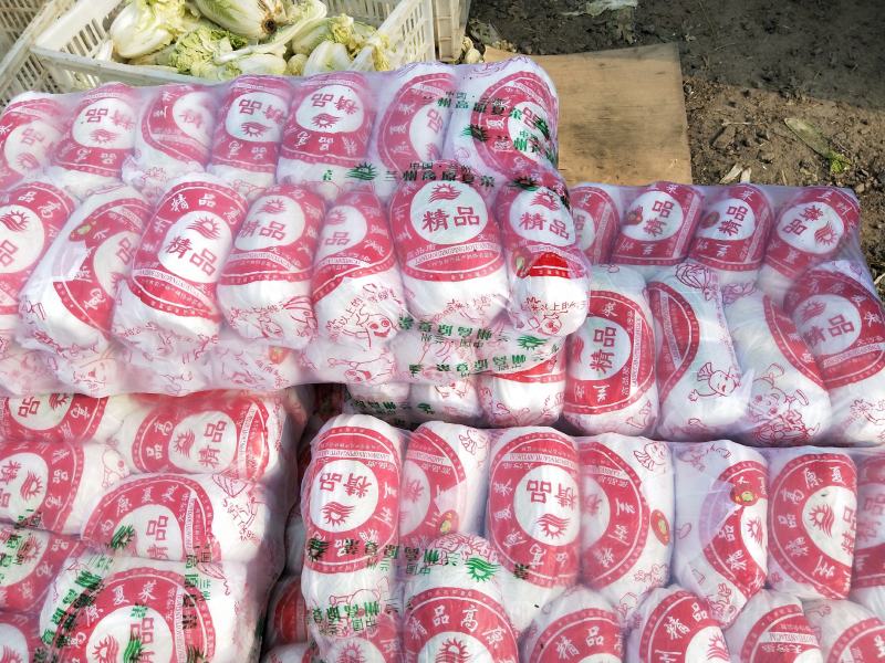 精品大小娃娃菜大量上市