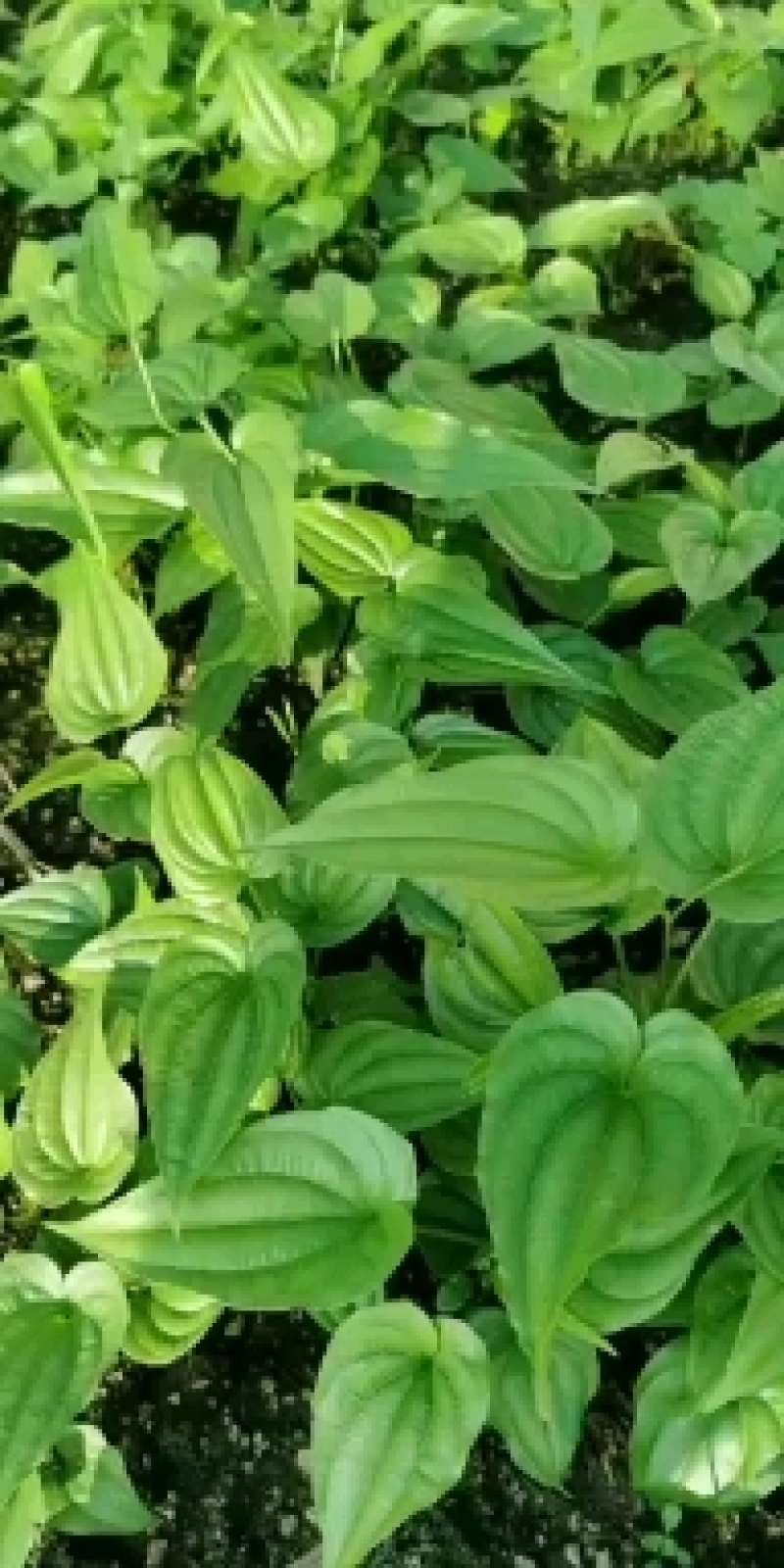 百部种苗（成活率高，亮货）