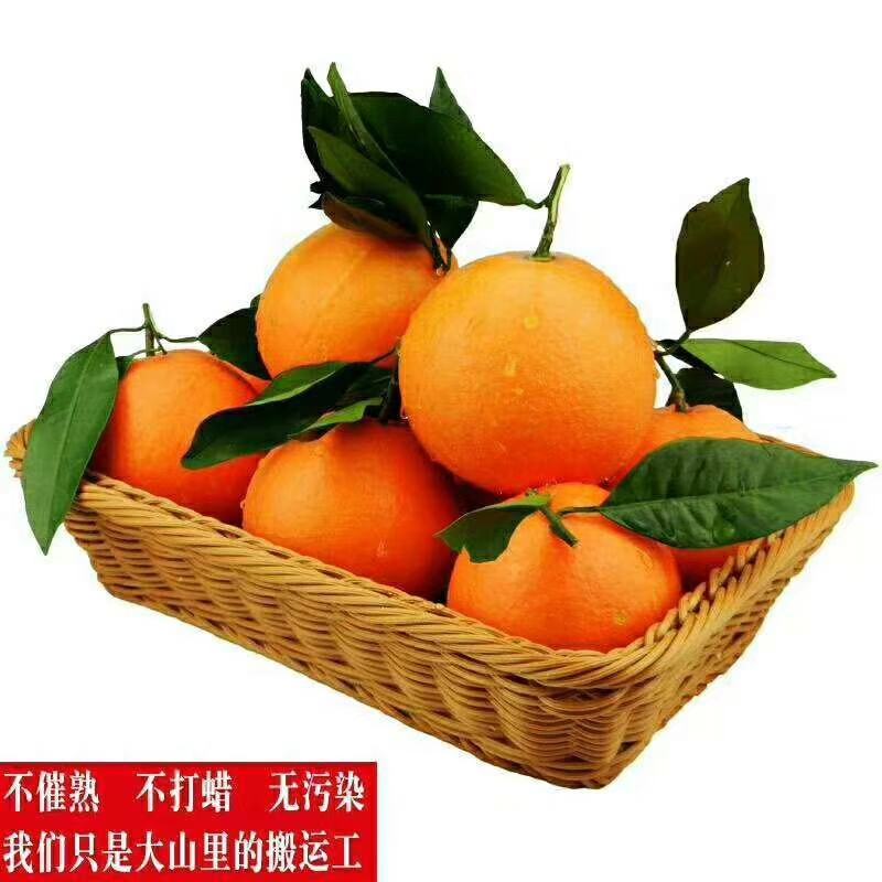 纽荷尔橙子专注供应链对接各种渠道量大从优