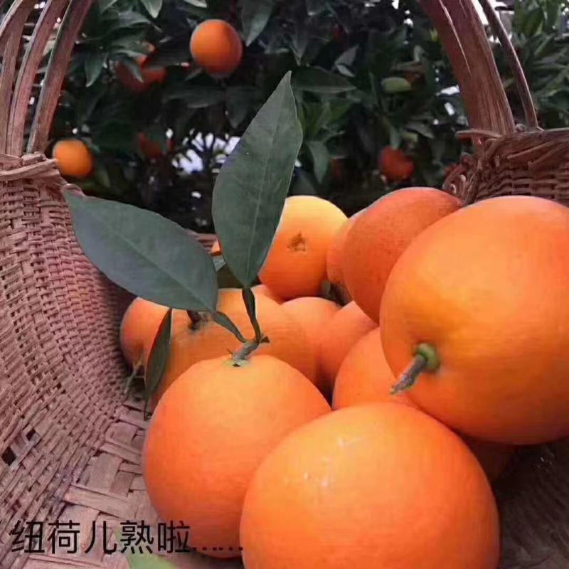 纽荷尔橙子专注供应链对接各种渠道量大从优