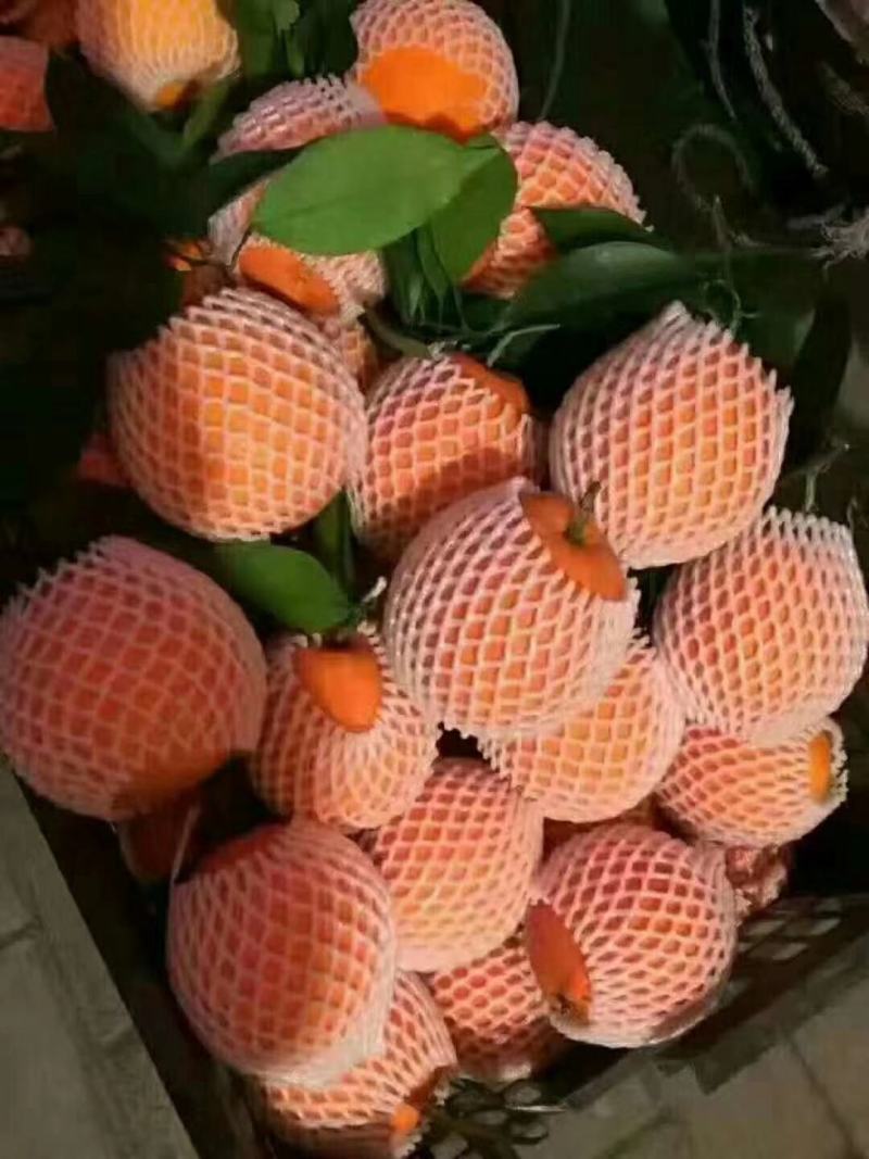 纽荷尔橙子专注供应链对接各种渠道量大从优