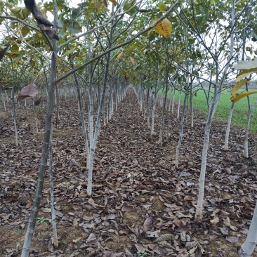 核桃树，2至15公分核桃树