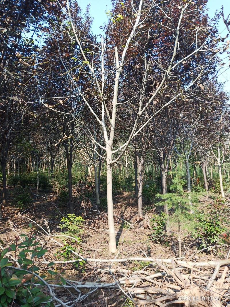 核桃树，2至15公分核桃树