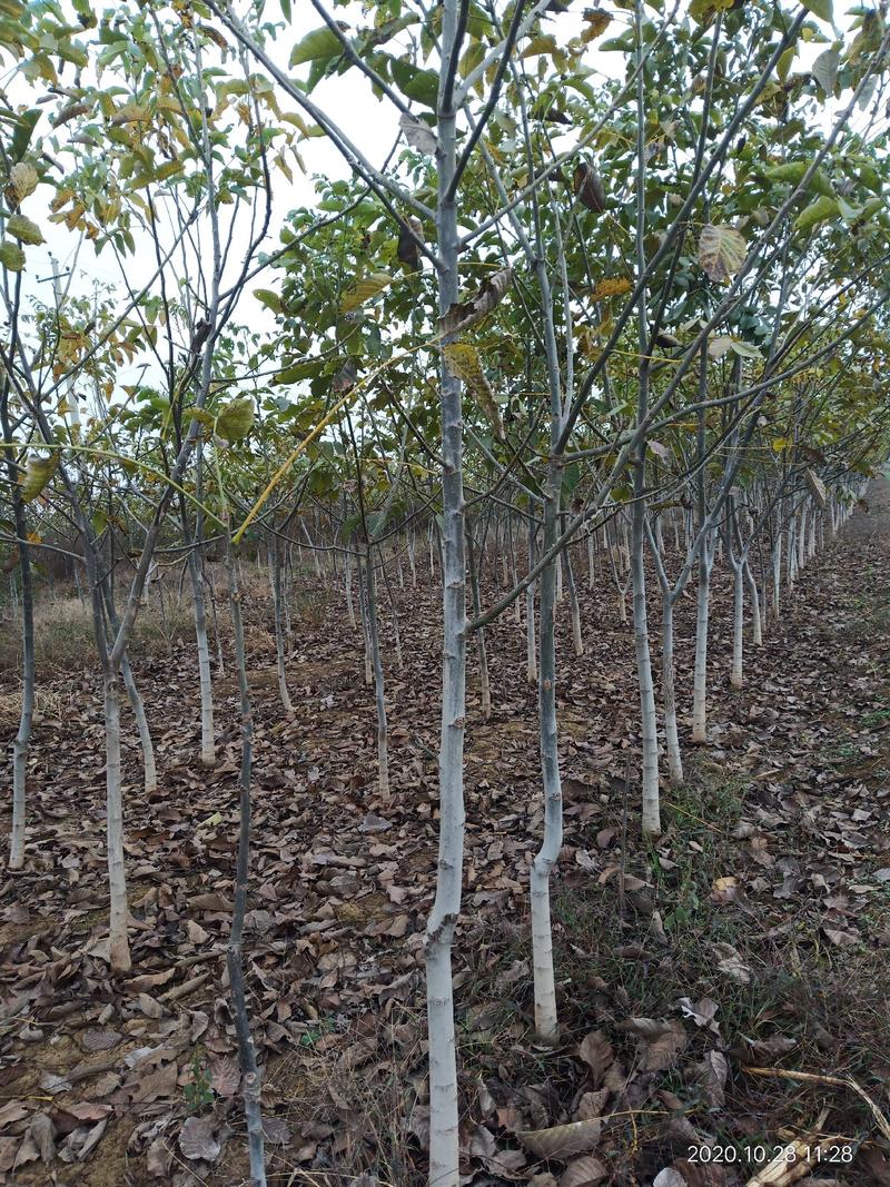 核桃树，2至15公分核桃树