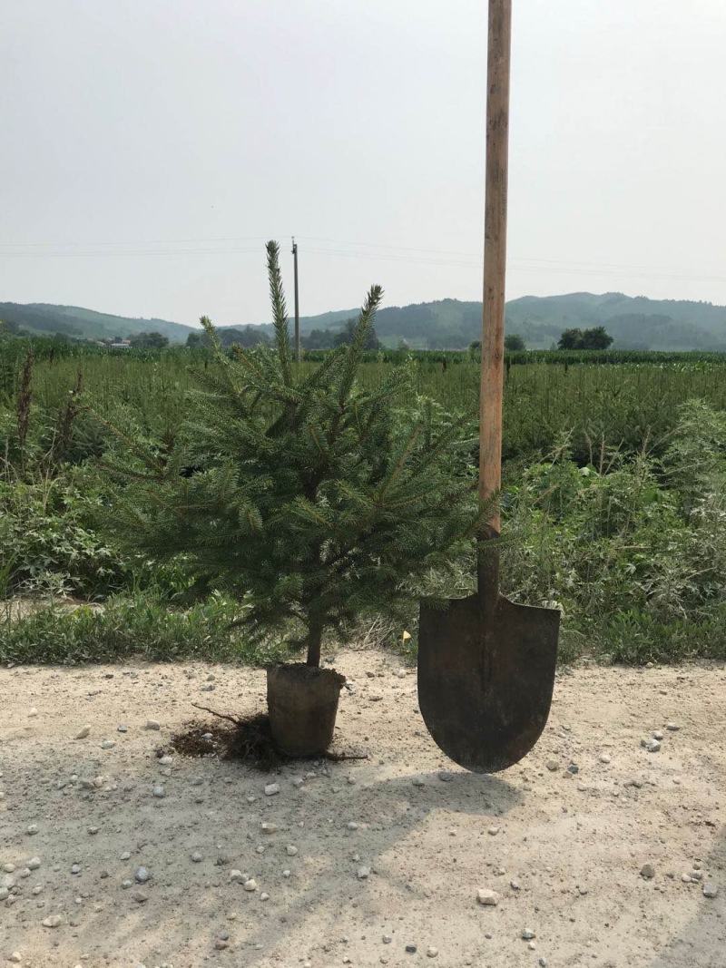 云杉裸根床苗，杯苗量大从优，欢迎选购