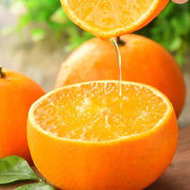 爱媛38果冻橙，细皮，肉质细腻，10月中旬上市，预售期