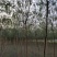 国槐，速生国槐3到20公分